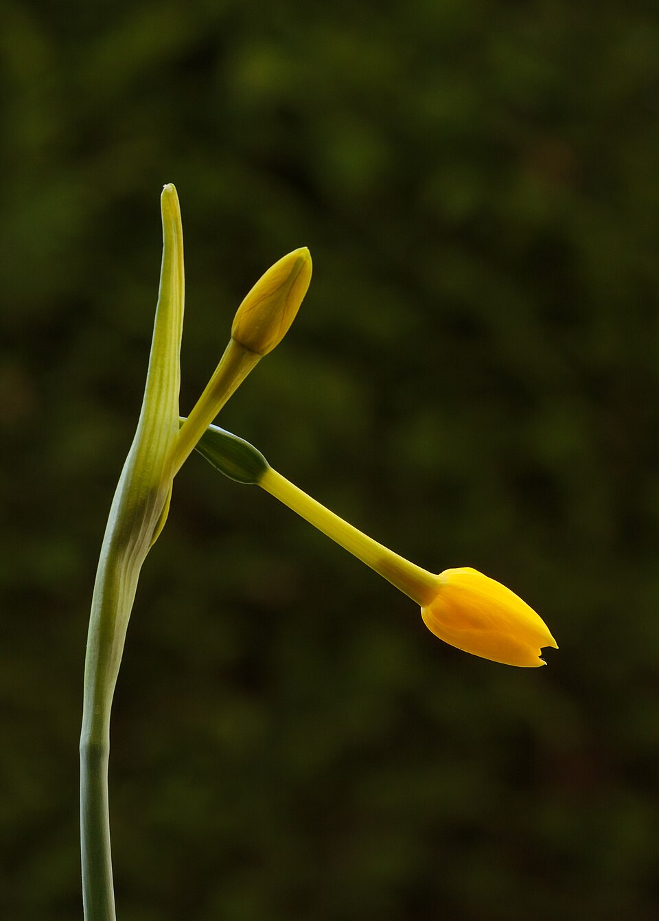 Tinh dầu Thủy tiên vàng (Narcissus jonquilla) — minh hoạ thực vật