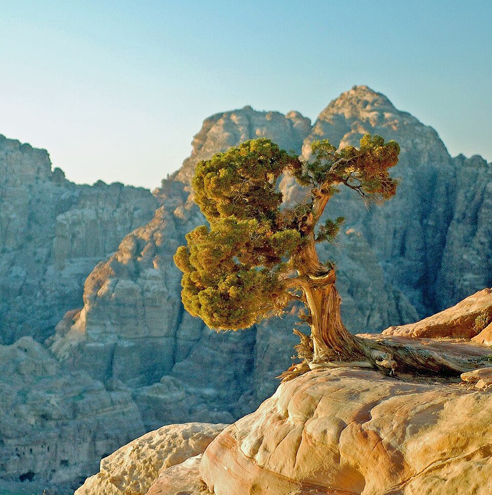 Tinh dầu Bách xù Phoenicia (Juniperus phoenicea) — minh hoạ thực vật