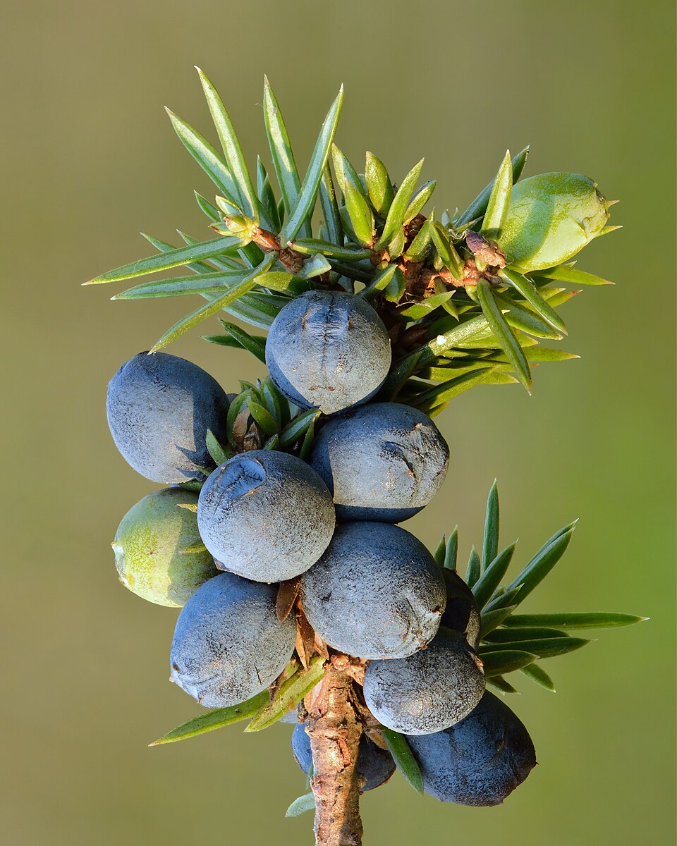 Tinh dầu Bách xù (quả) (Juniperus communis) — minh hoạ thực vật