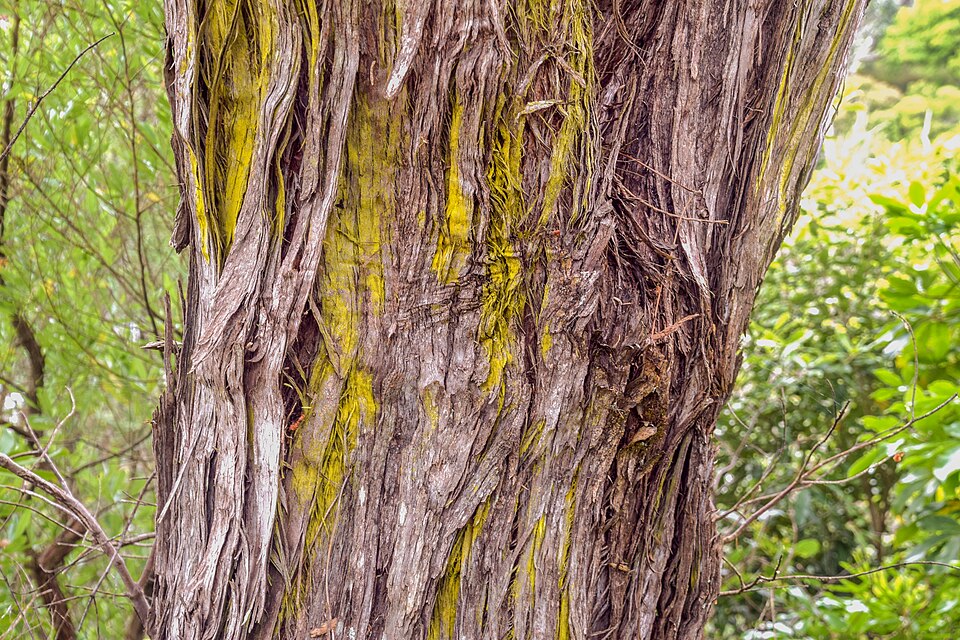 Tinh dầu Kanuka (Kunzea ericoides) — minh hoạ thực vật