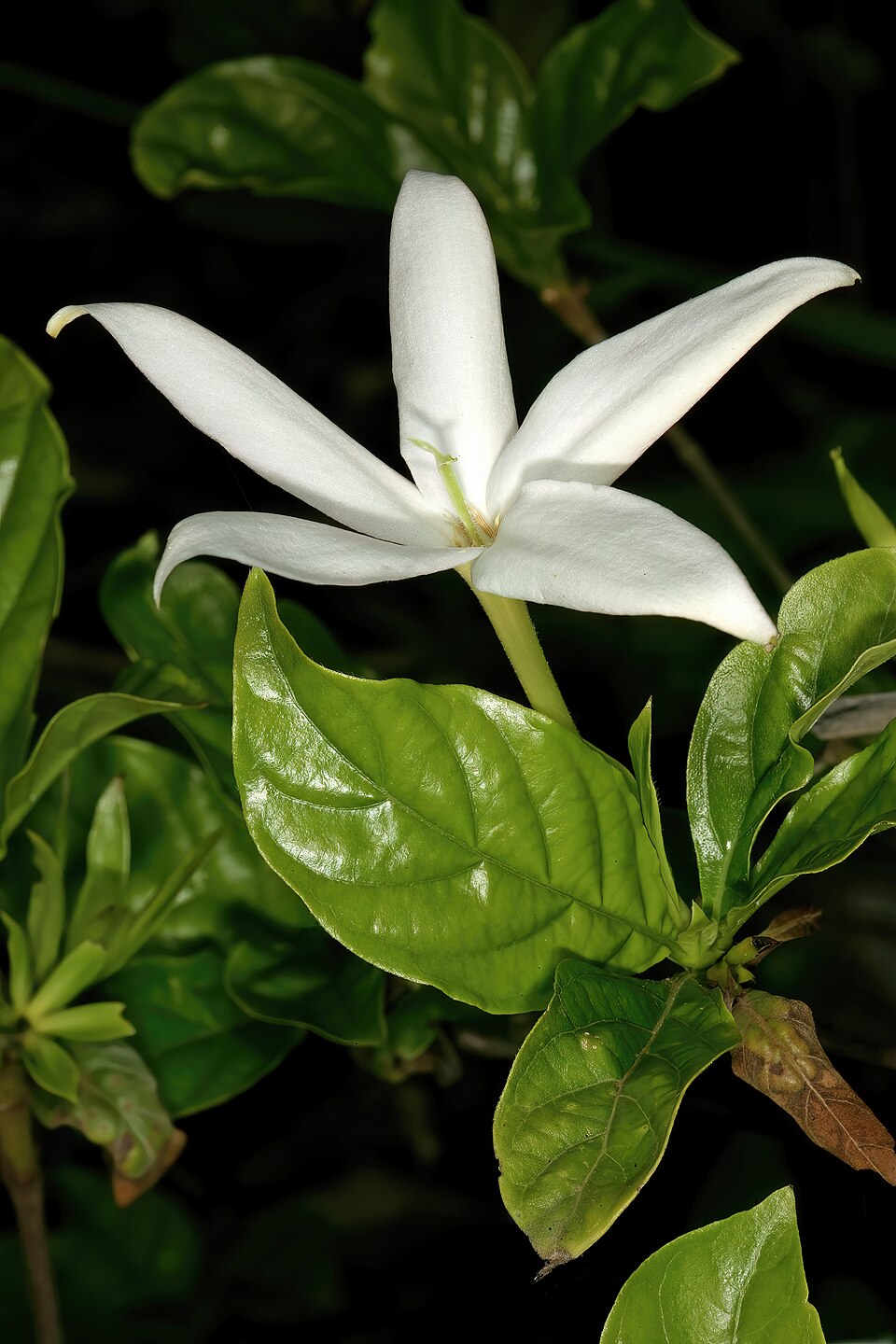 Tinh dầu Karo Karounde (Leptactina senegambica) — minh hoạ thực vật