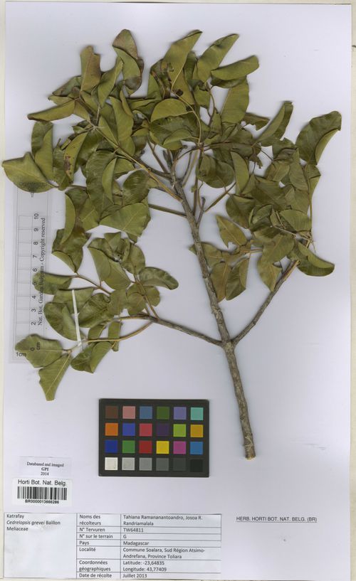 Tinh dầu Katrafay (Cedrelopsis) (Cedrelopsis grevei) — minh hoạ thực vật