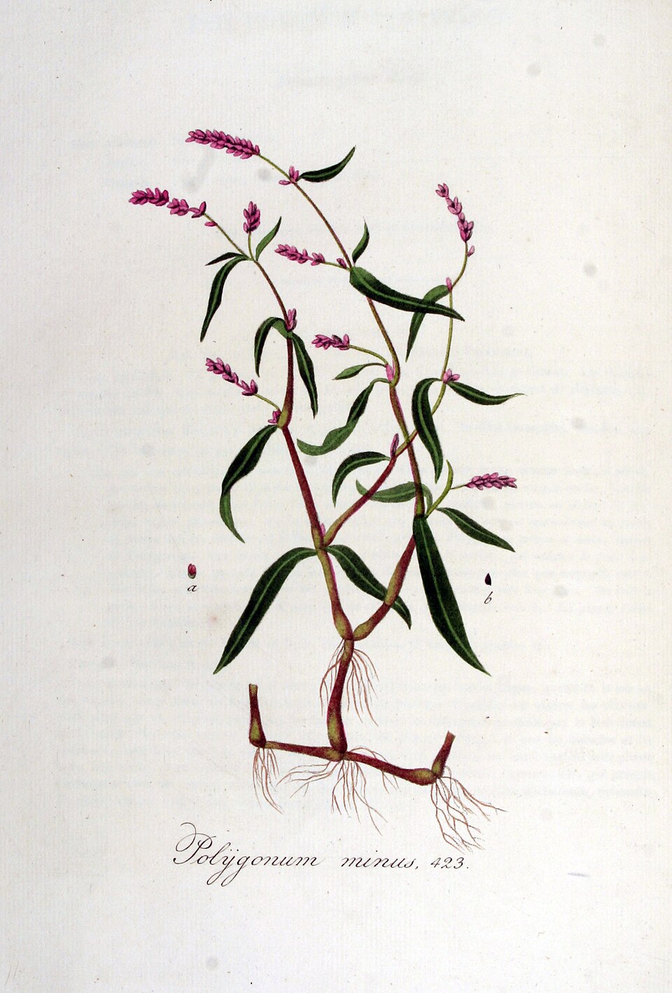 Tinh dầu Rau răm (Polygonum minus) — minh hoạ thực vật