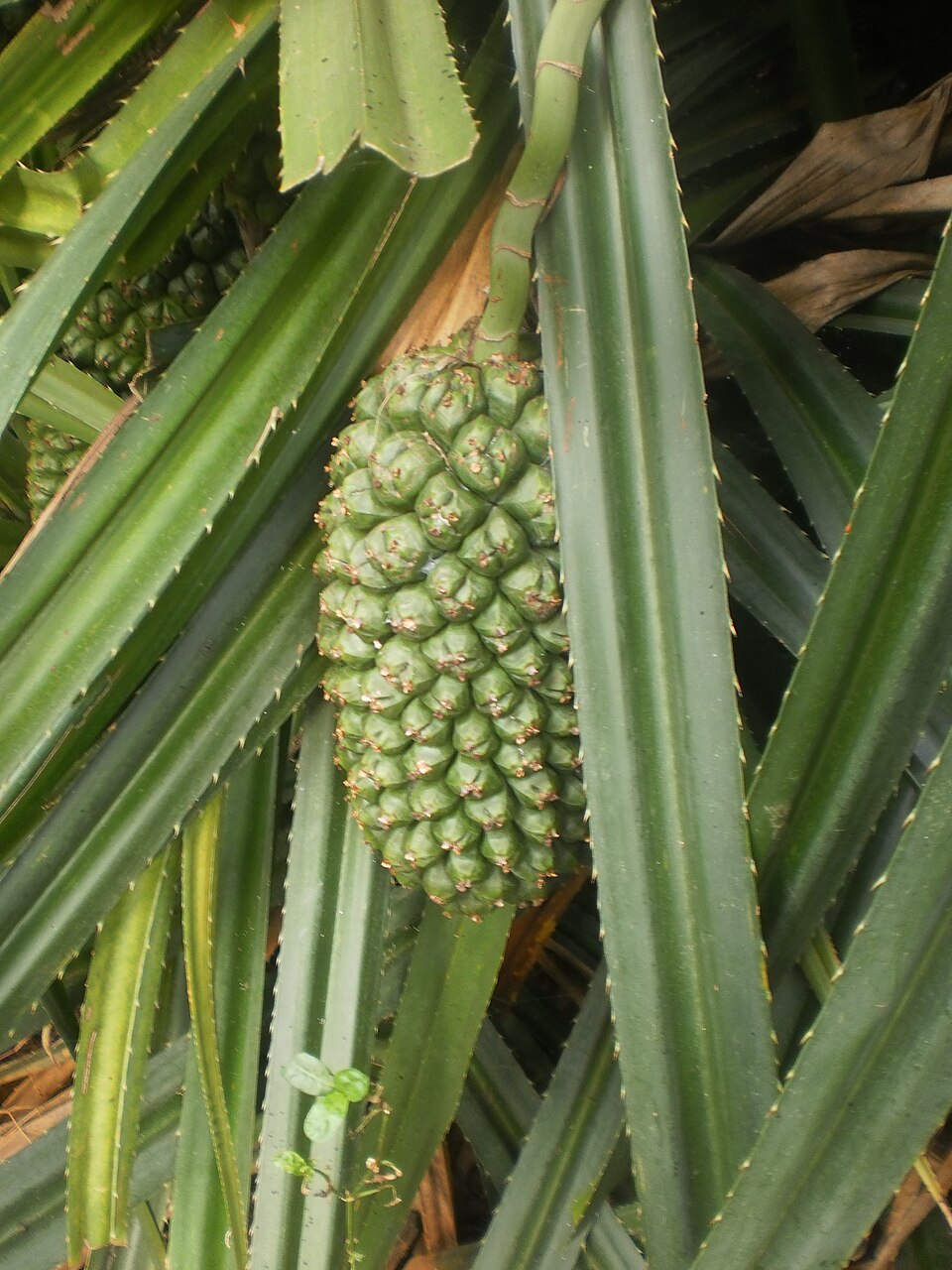 Tinh dầu Kewda (Pandanus fascicularis) — minh hoạ thực vật