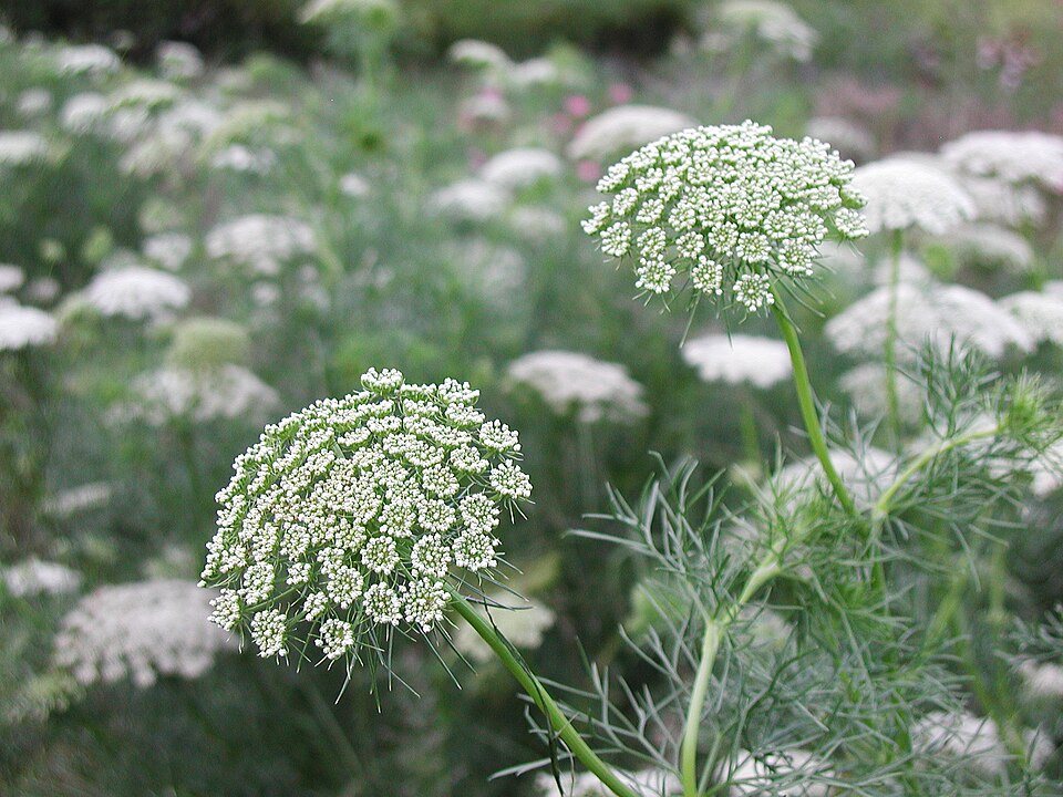 Tinh dầu Khella (Ammi visnaga) (Ammi visnaga) — minh hoạ thực vật