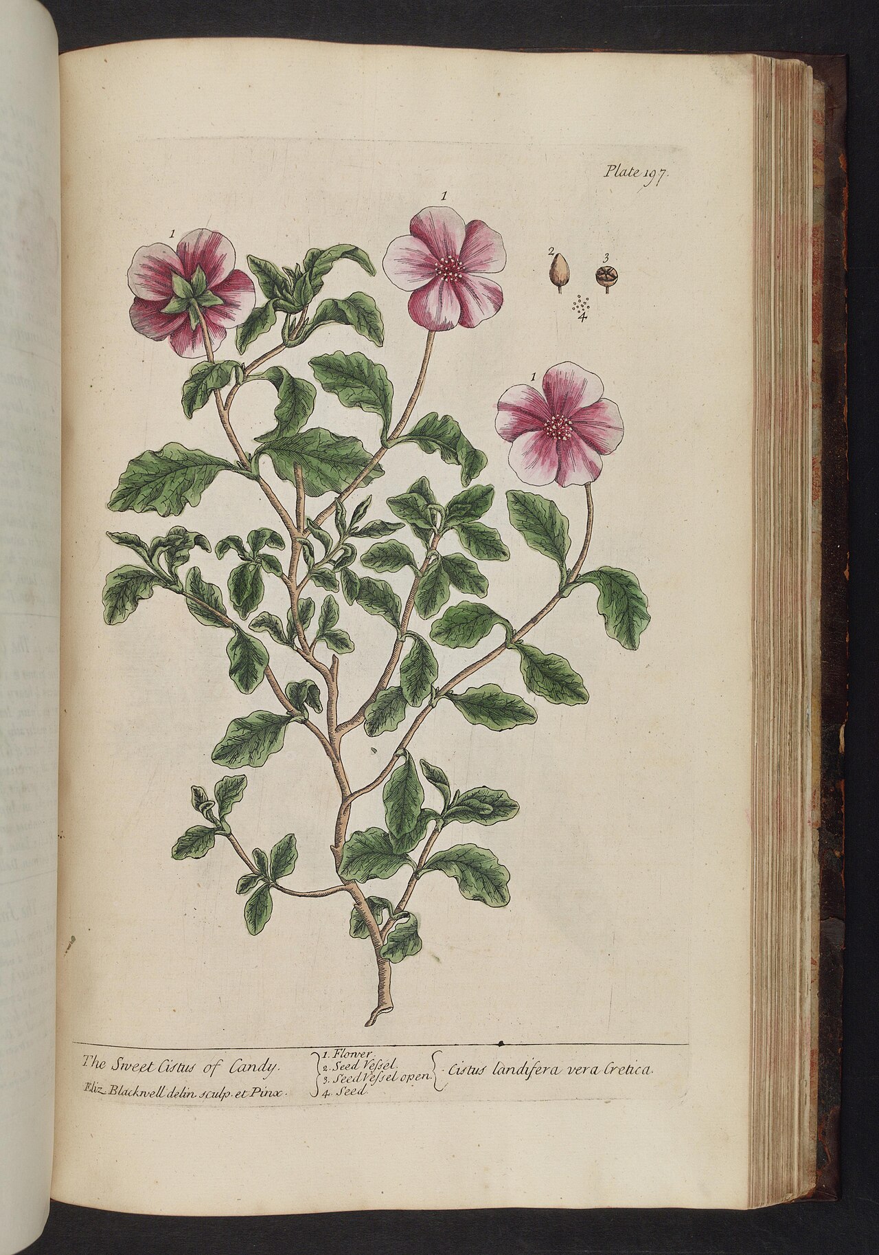 Tinh dầu Labdanum (Cistus ladanifer) — minh hoạ thực vật