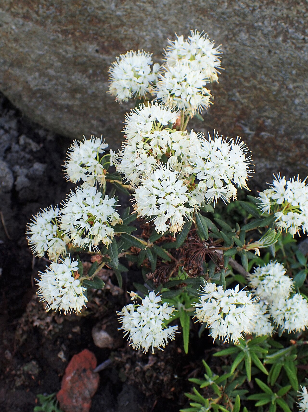 Tinh dầu Trà Labrador (Rhododendron groenlandicum) — minh hoạ thực vật