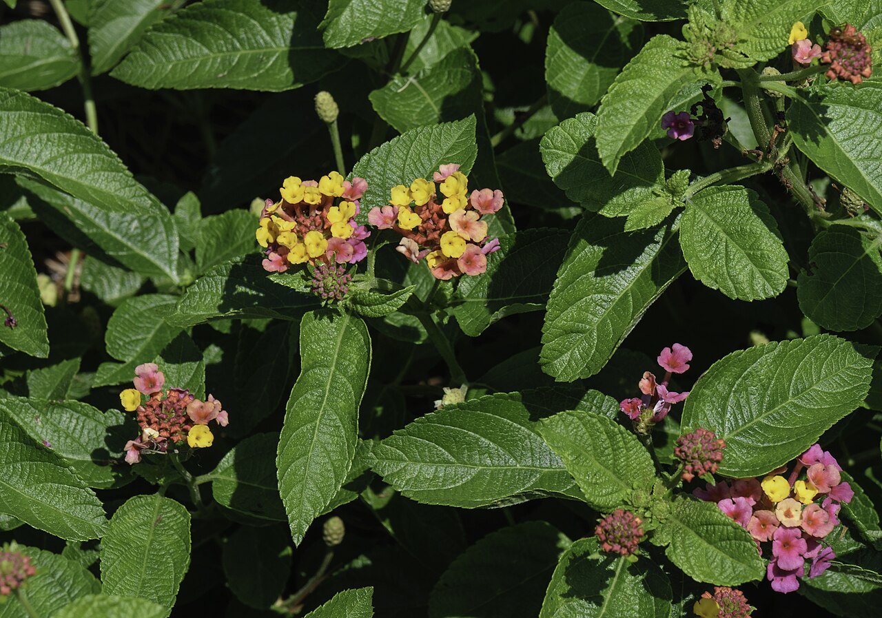 Tinh dầu Bông ổi (Lantana camara) — minh hoạ thực vật