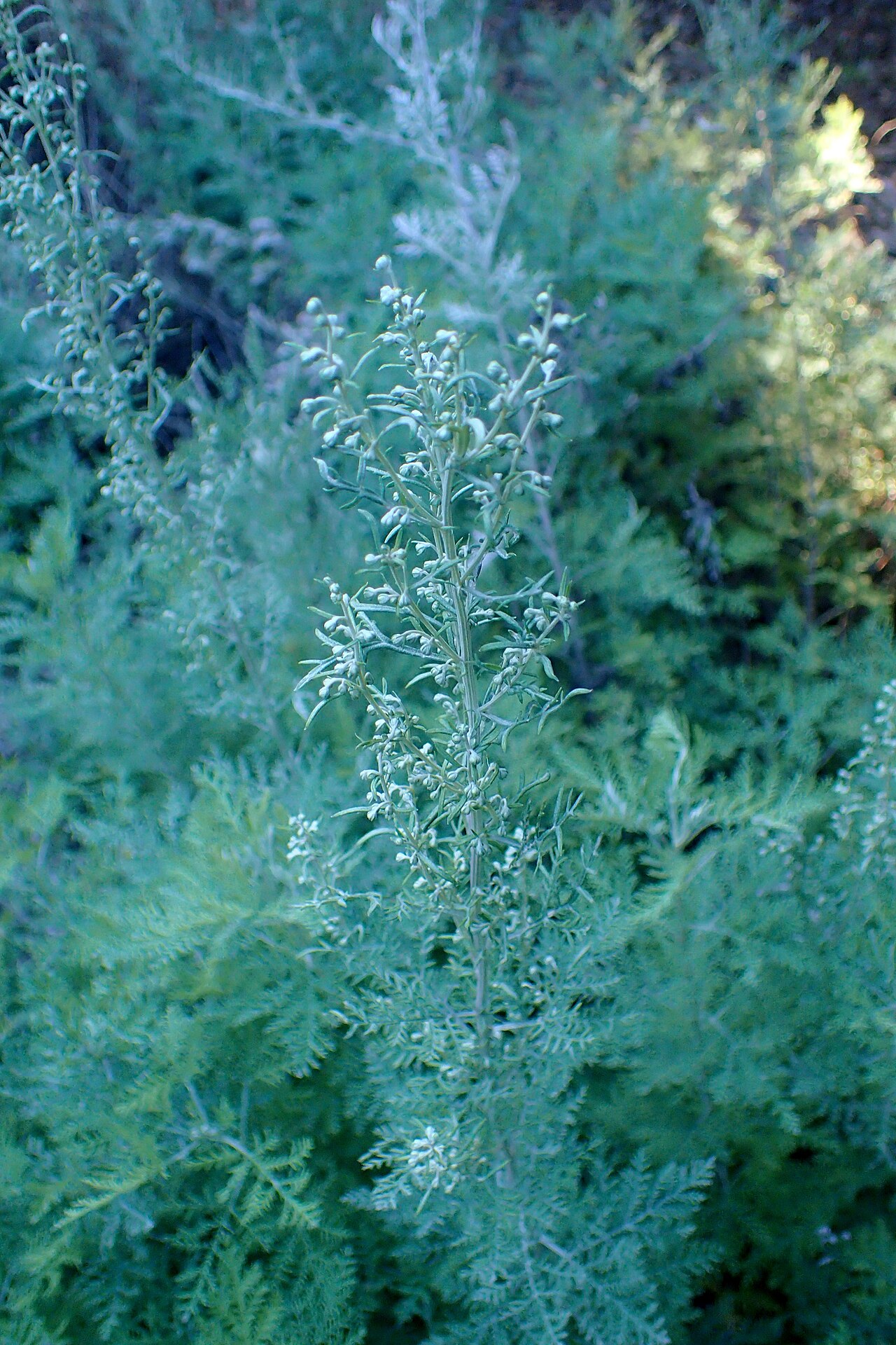 Tinh dầu Lanyana (Artemisia afra) — minh hoạ thực vật