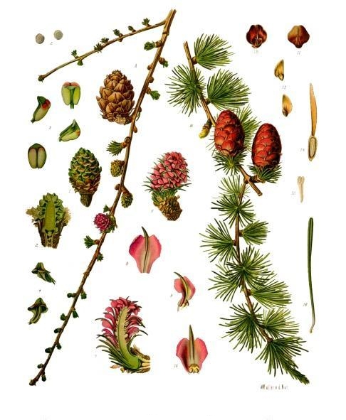 Tinh dầu Thông rụng lá (Larix decidua) — minh hoạ thực vật