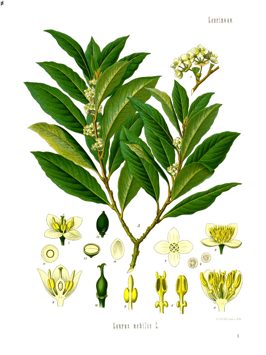 Tinh dầu Nguyệt quế (lá) (Laurus nobilis) — minh hoạ thực vật