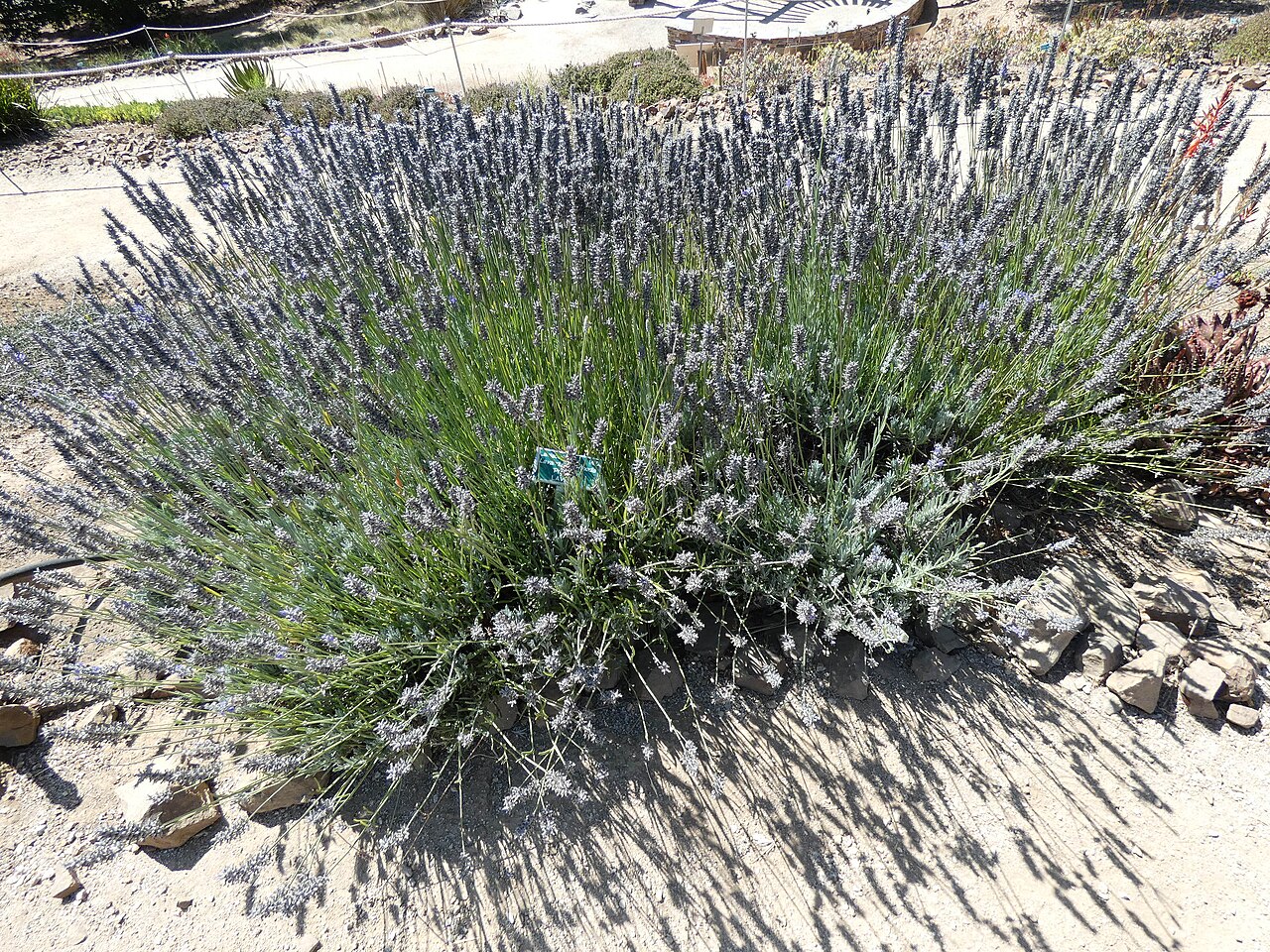 Tinh dầu Lavandin (Lavandula x intermedia) — minh hoạ thực vật