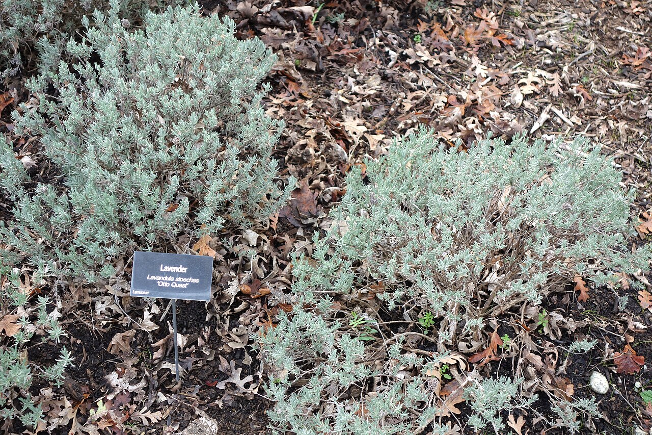 Tinh dầu Oải hương Tây Ban Nha (Lavandula stoechas) — minh hoạ thực vật