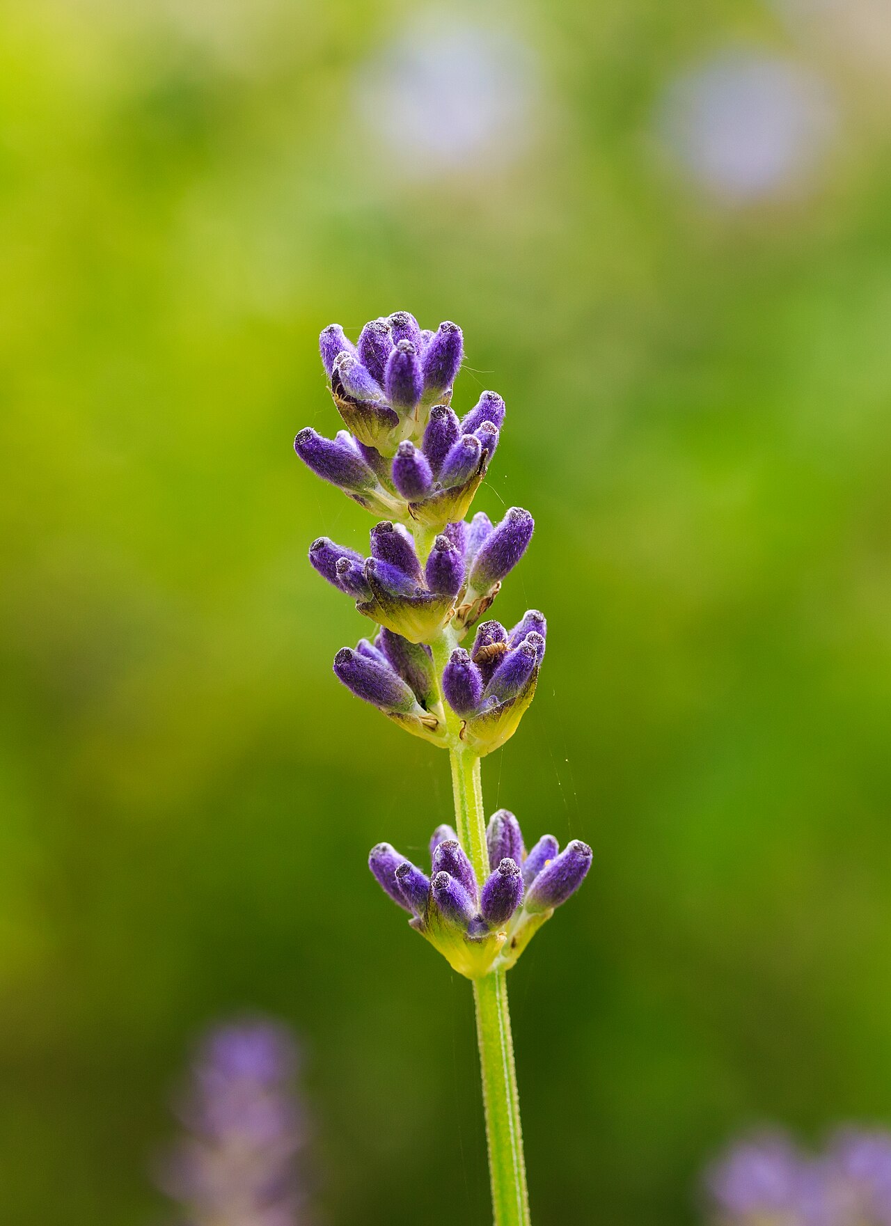 Tinh dầu Oải hương đực (Lavandula latifolia) — minh hoạ thực vật