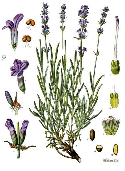 Tinh dầu Hoa oải hương (Lavandula angustifolia) — minh hoạ thực vật