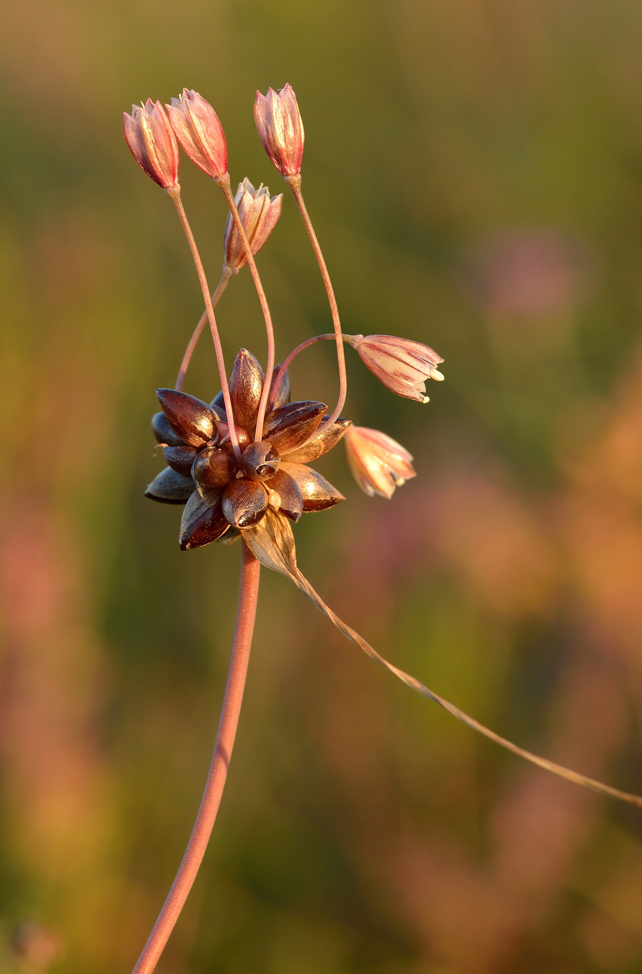 Tinh dầu Tỏi tây (Allium porrum) — minh hoạ thực vật