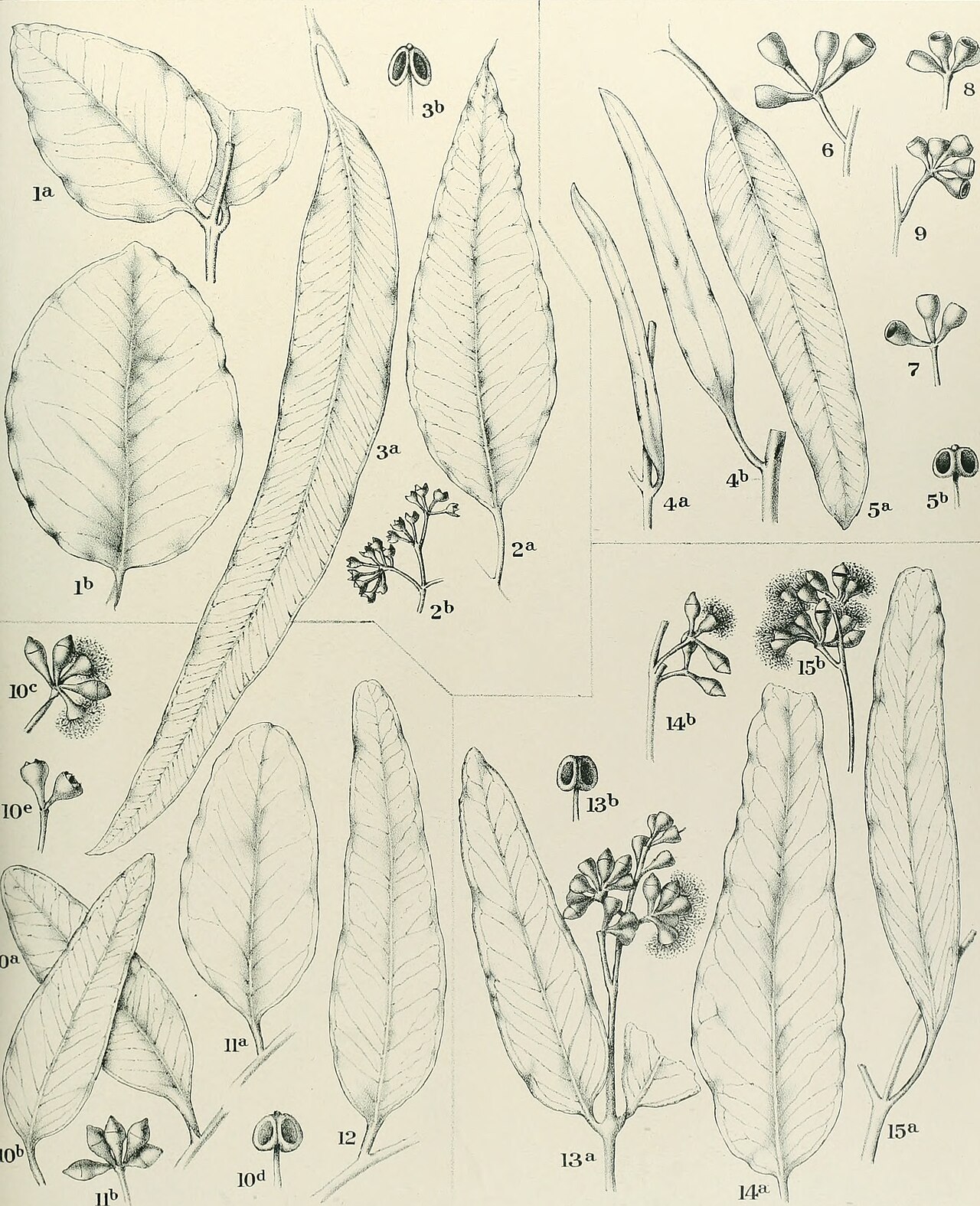 Tinh dầu Tía tô đất Úc (Eucalyptus staigeriana) — minh hoạ thực vật