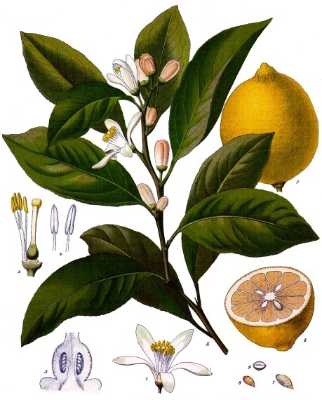 Tinh dầu Lá chanh vàng (Citrus x limon) — minh hoạ thực vật
