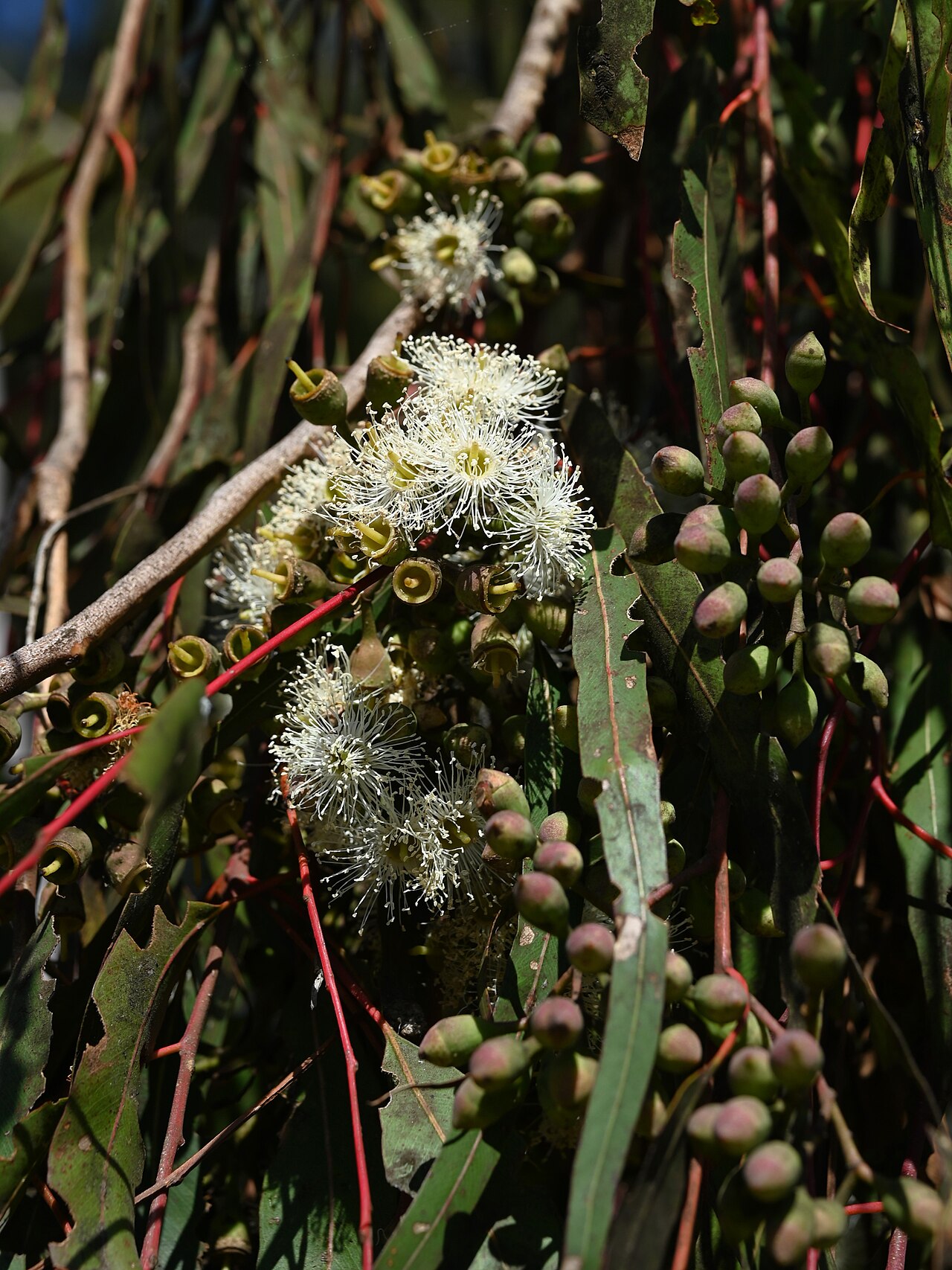 Tinh dầu Bạch đàn chanh (Corymbia citriodora) — minh hoạ thực vật