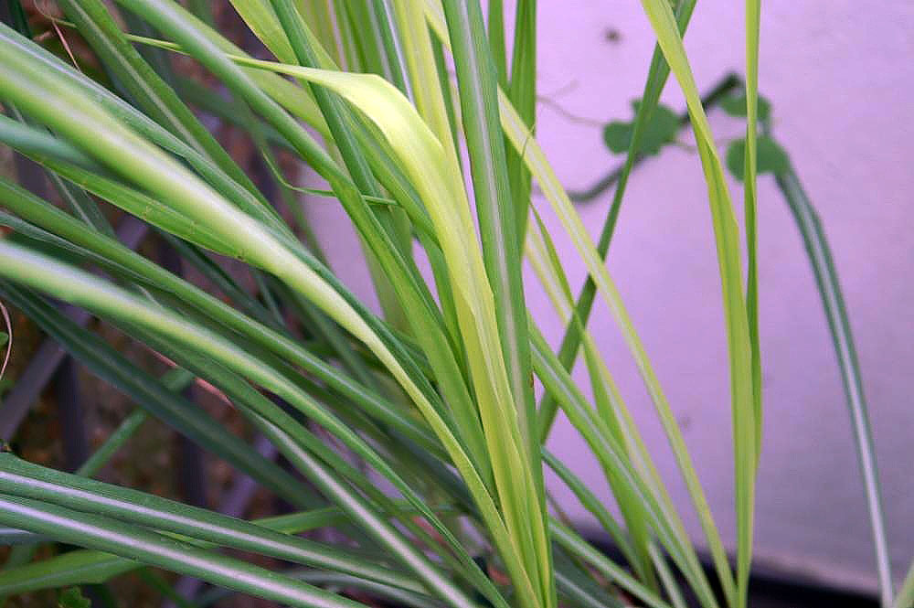 Tinh dầu Sả chanh (Cymbopogon flexuosus (East Indian); Cymbopogon citratus (West Indian)) — minh hoạ thực vật