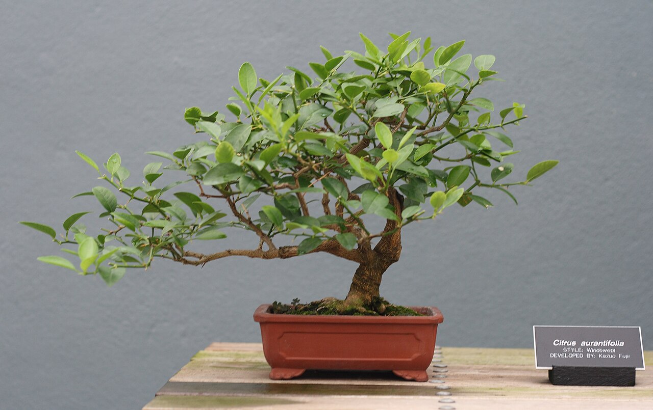 Tinh dầu Chanh ta (Citrus x aurantifolia) — minh hoạ thực vật