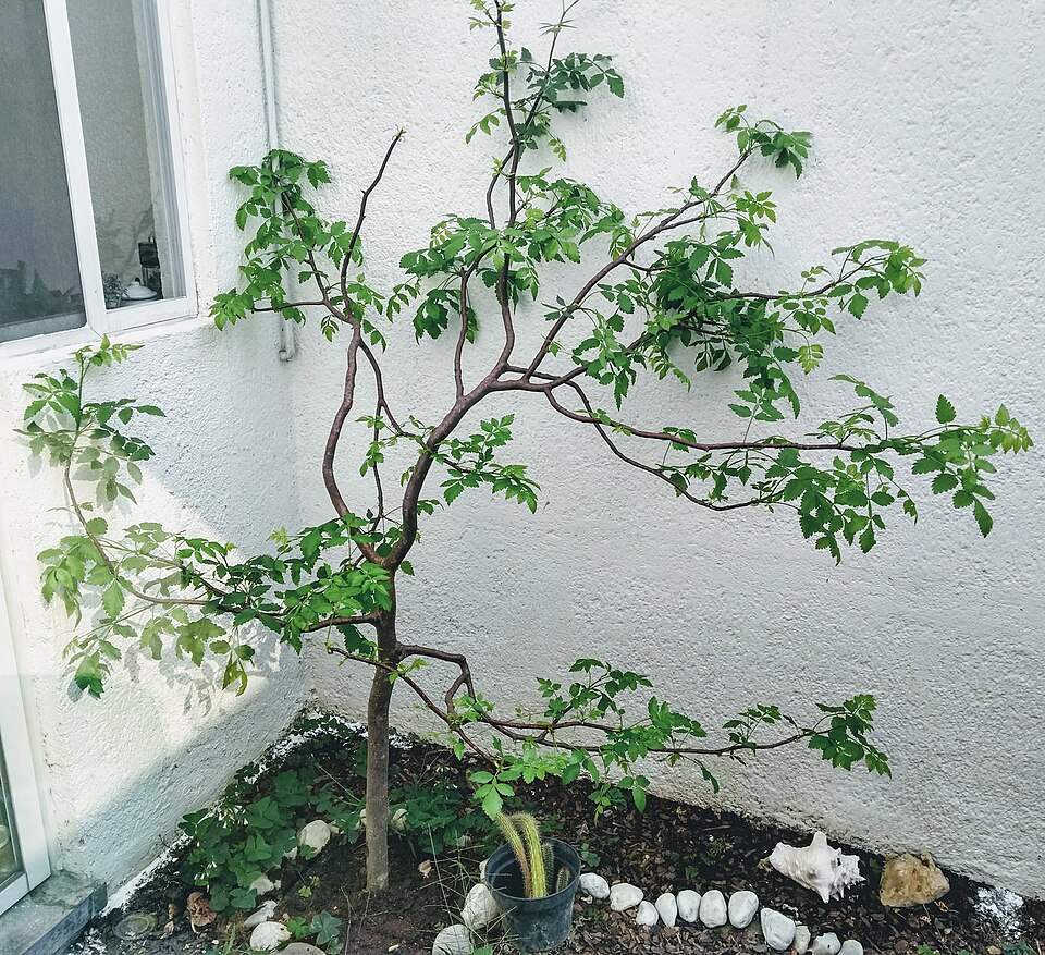Tinh dầu Gỗ Linaloe (Bursera delpechiana) — minh hoạ thực vật