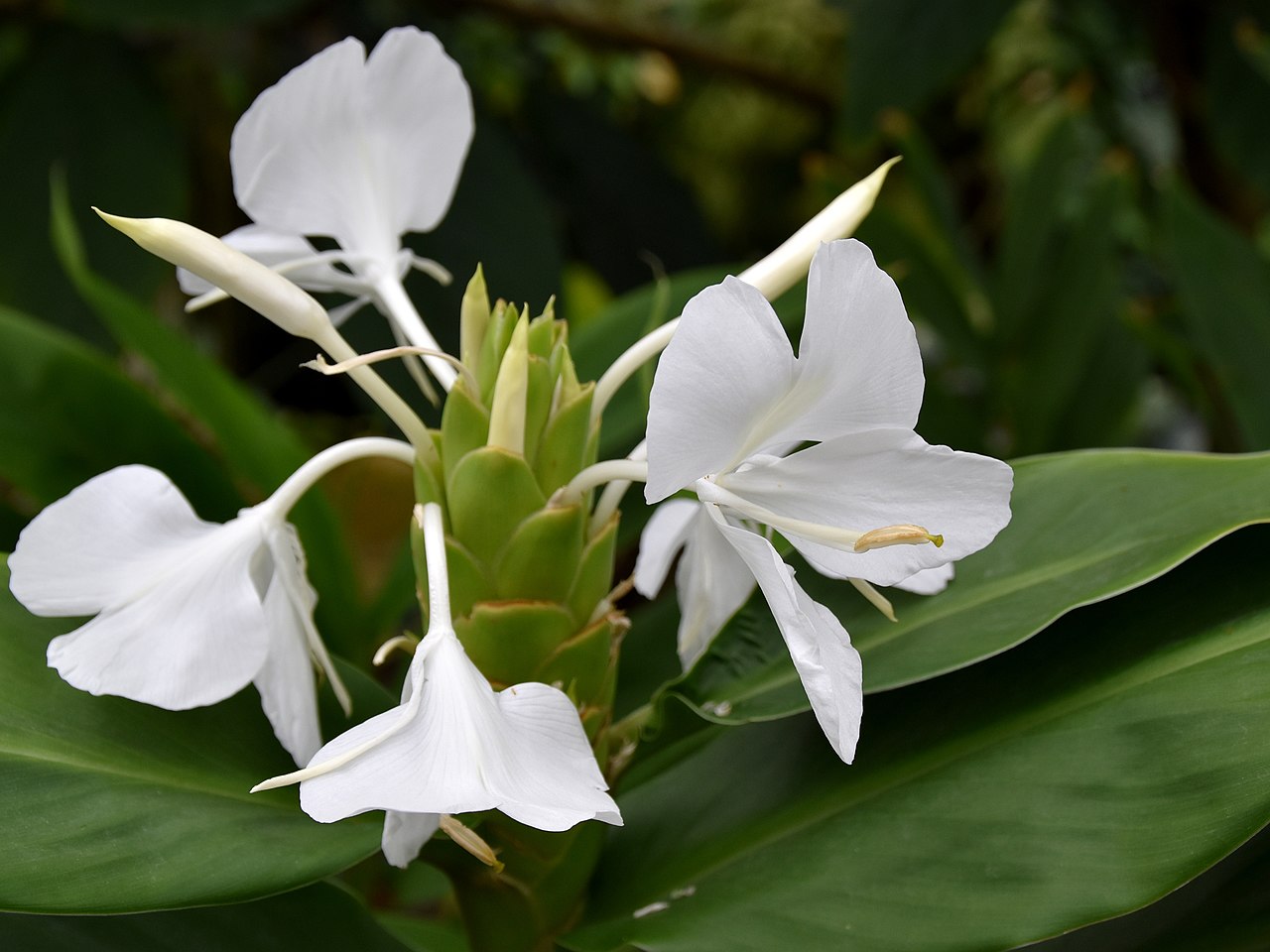 Tinh dầu Longoza (Hedychium coronarium) — minh hoạ thực vật