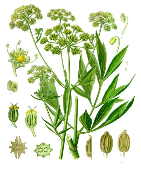 Tinh dầu Cần tây Tây (Levisticum officinale) — minh hoạ thực vật