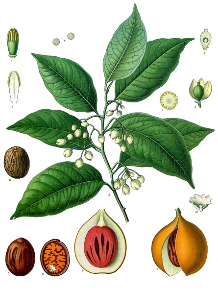 Tinh dầu Vỏ nhục đậu khấu (Myristica fragrans) — minh hoạ thực vật