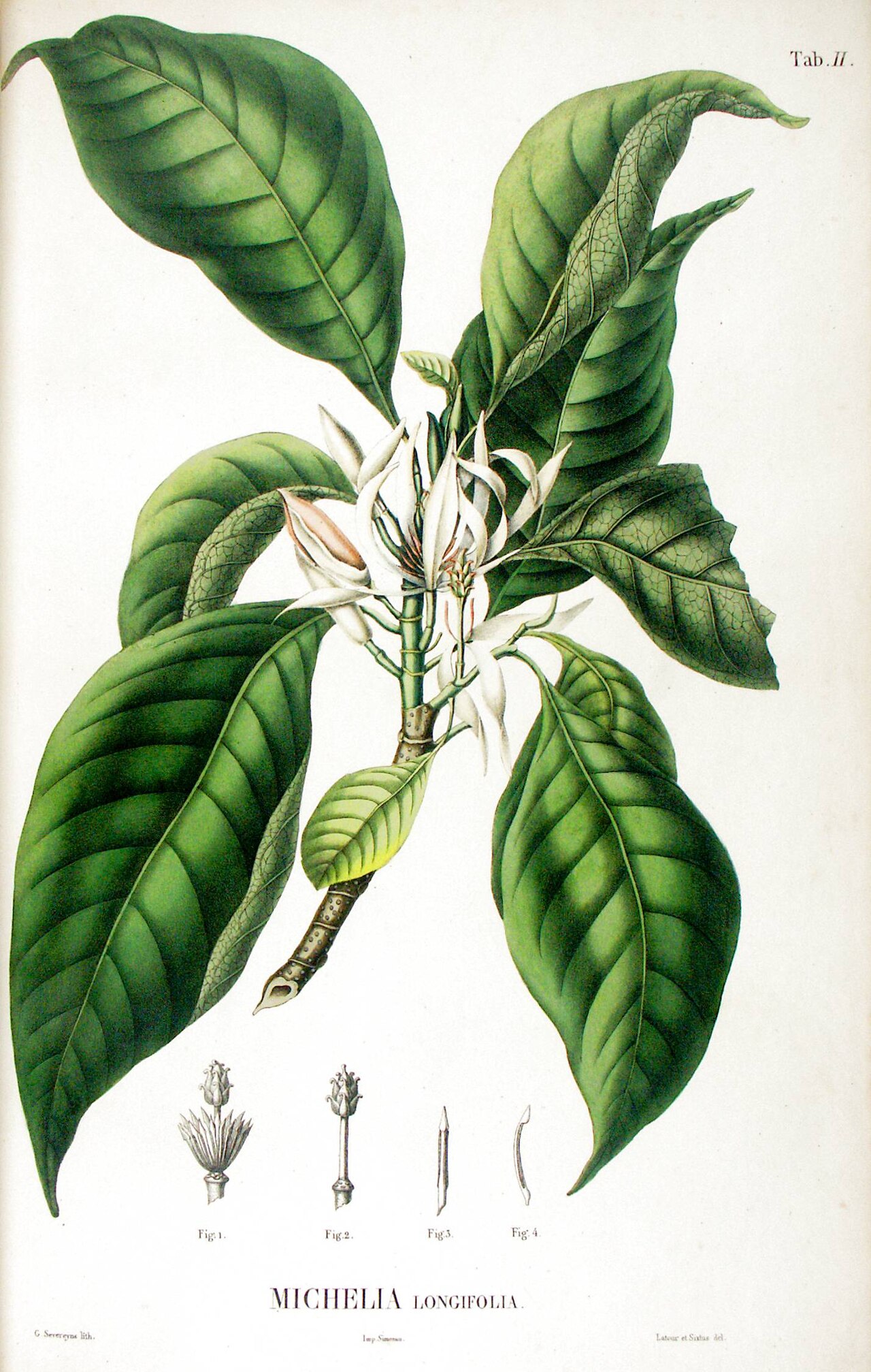 Tinh dầu Mộc lan (lá) (Michelia alba) — minh hoạ thực vật