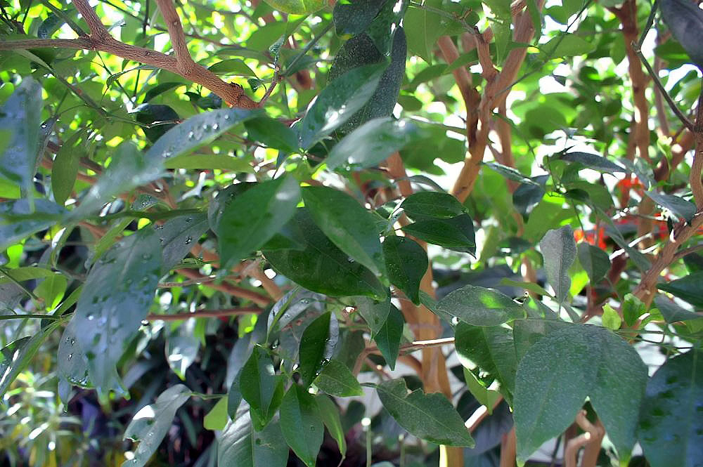 Tinh dầu Lá quýt (Citrus reticulata) — minh hoạ thực vật