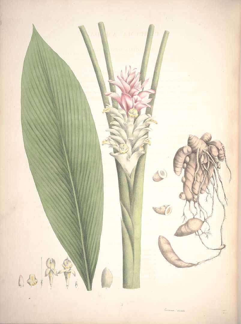 Tinh dầu Nghệ xoài (Curcuma amada) — minh hoạ thực vật
