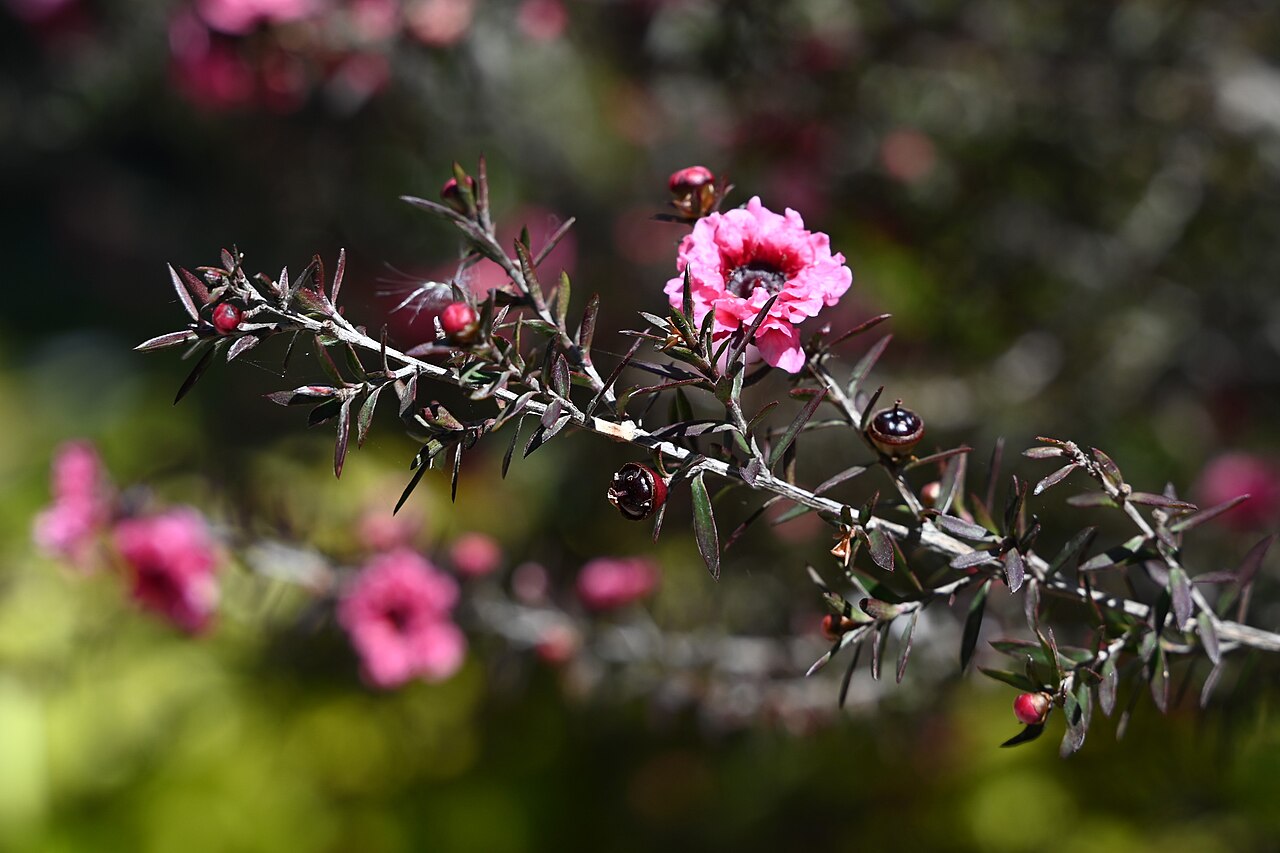 Tinh dầu Manuka (Leptospermum scoparium) — minh hoạ thực vật