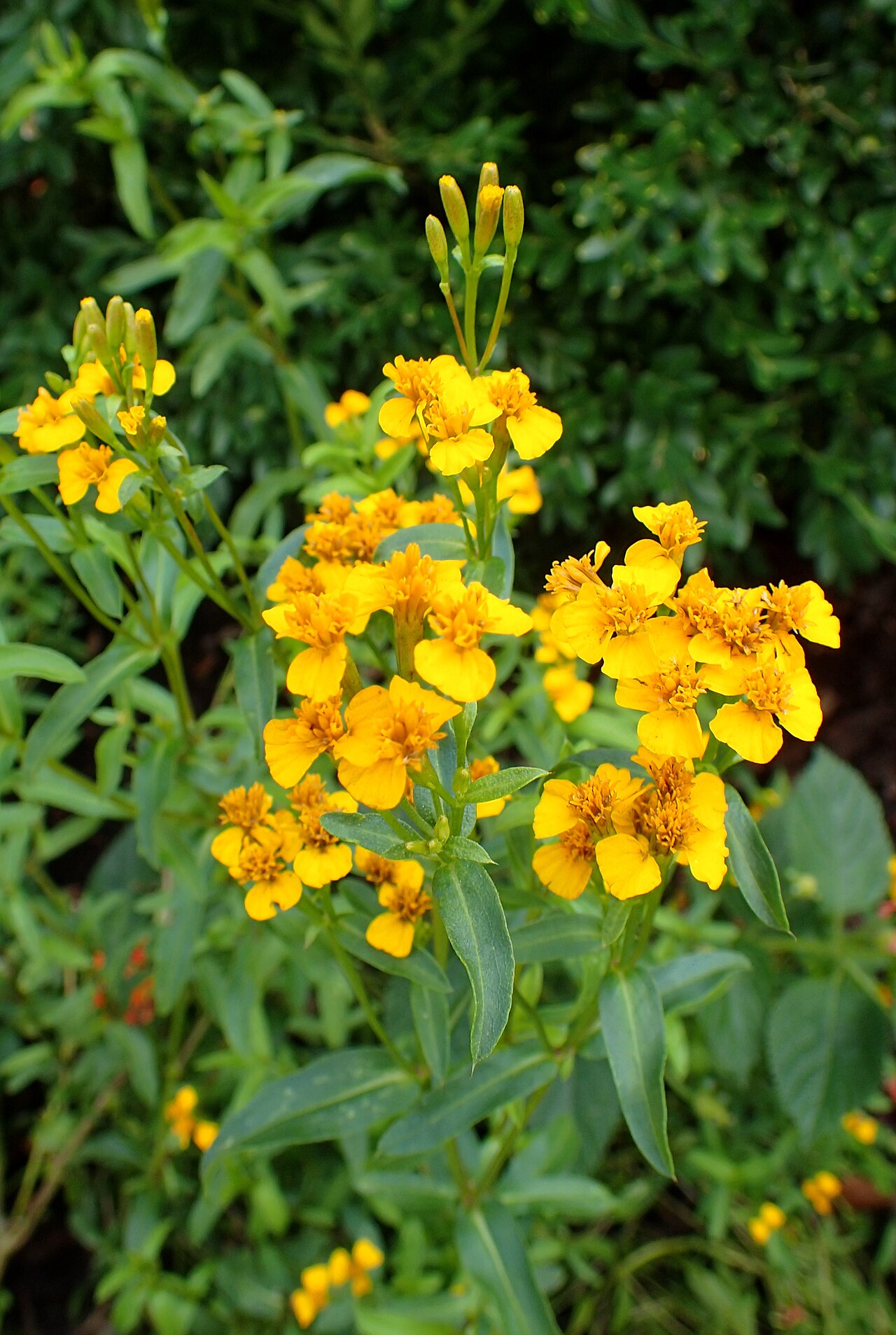 Tinh dầu Vạn thọ Mexico (Tagetes lucida) — minh hoạ thực vật