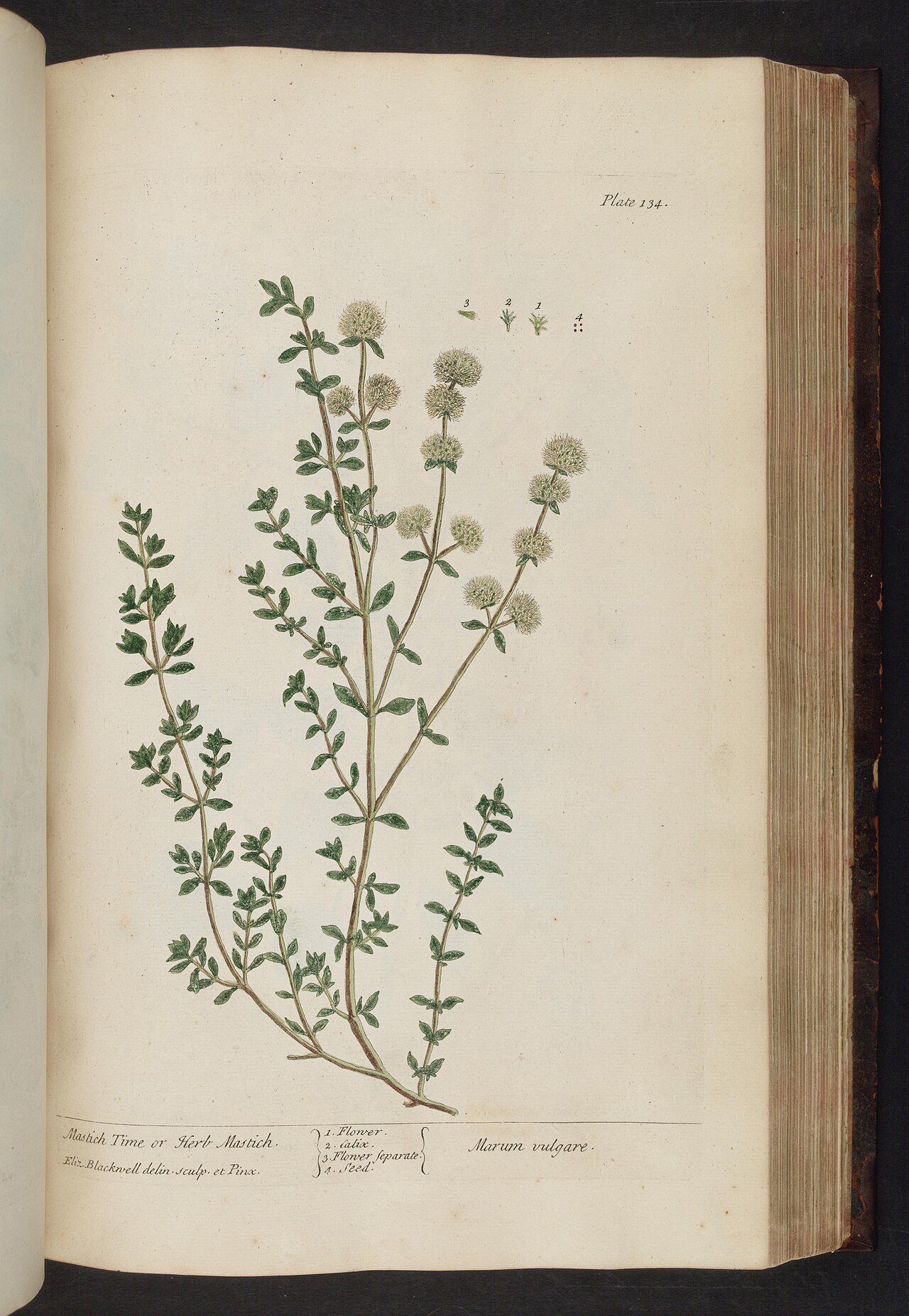Tinh dầu Kinh giới Tây Ban Nha (Thymus mastichina ssp. mastichina) — minh hoạ thực vật