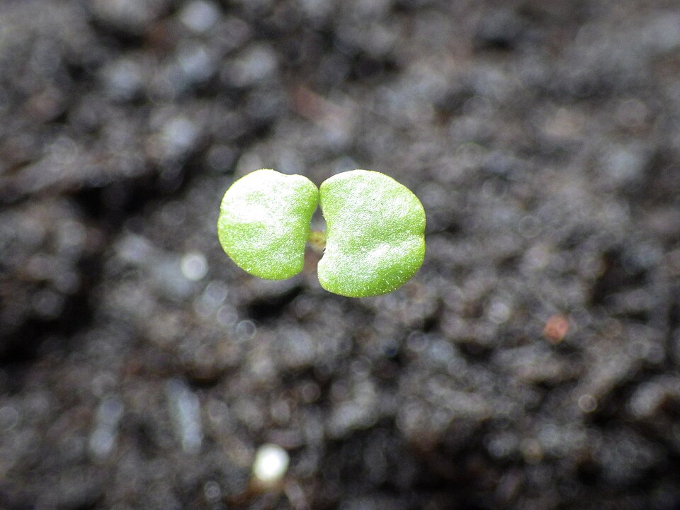 Tinh dầu Kinh giới hoang (CT carvacrol) (Origanum majorana (Origanum dubium)) — minh hoạ thực vật