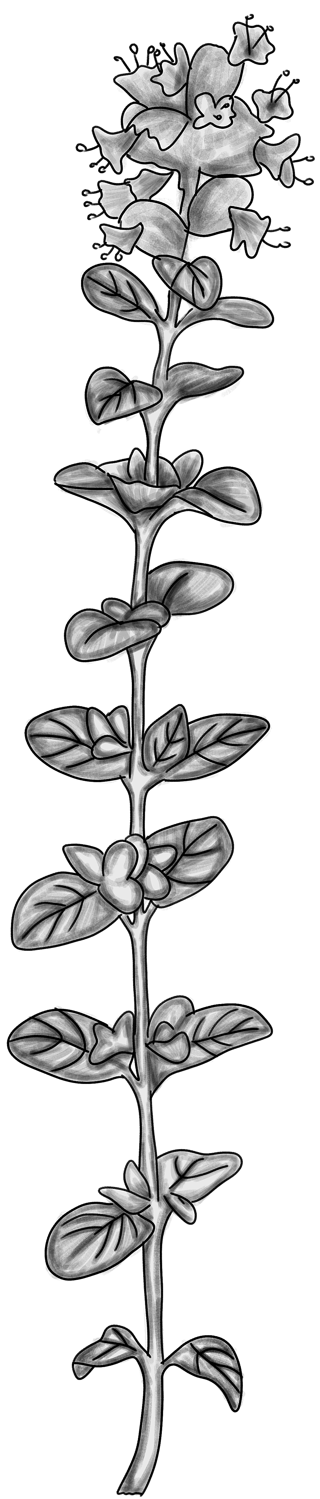Tinh dầu Kinh giới hoang (CT linalool) (Origanum majorana) — minh hoạ thực vật