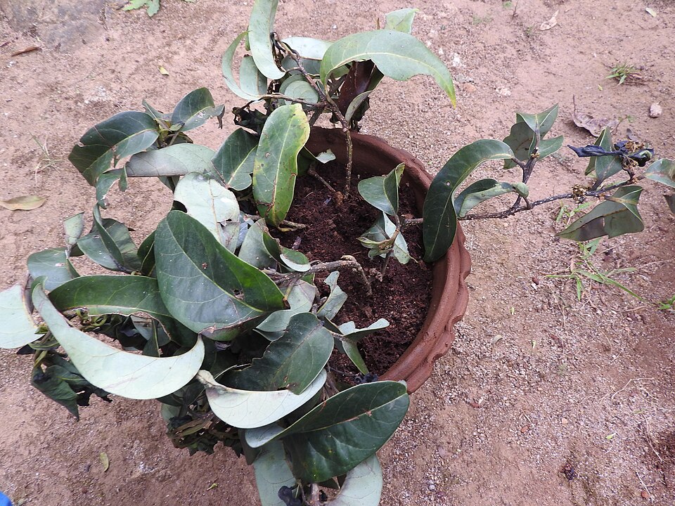 Tinh dầu Massoia (gỗ) (Cryptocarya massoia) — minh hoạ thực vật
