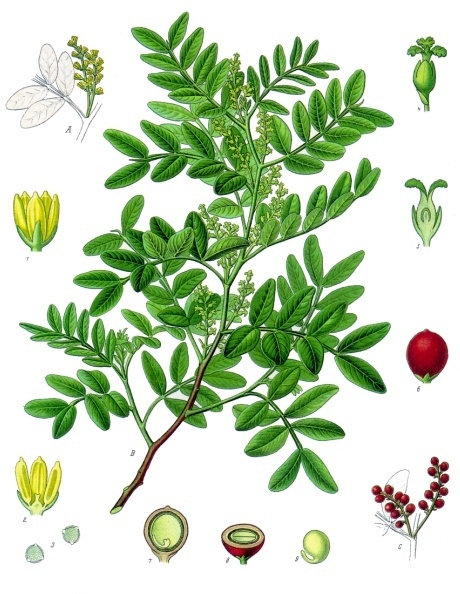 Tinh dầu Nhựa thông Mastic (Pistacia lentiscus) — minh hoạ thực vật