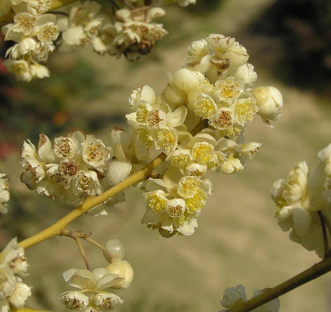 Tinh dầu Màng tang (Litsea cubeba) — minh hoạ thực vật