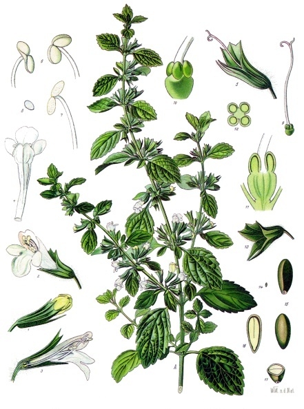 Tinh dầu Tía tô đất (Melissa officinalis) — minh hoạ thực vật
