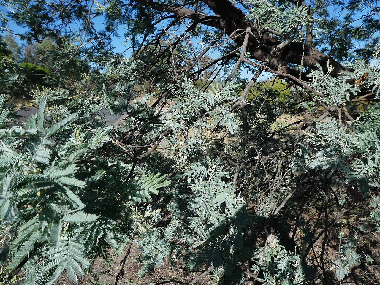 Tinh dầu Hoa mimosa (Acacia dealbata) — minh hoạ thực vật