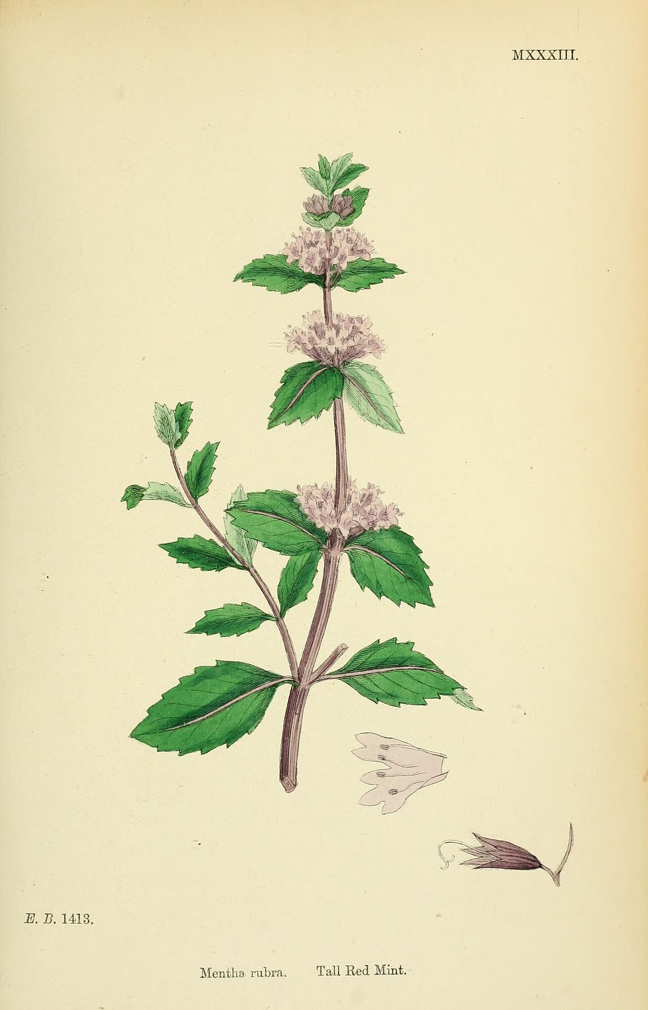 Tinh dầu Bạc hà rừng (Mentha smithiana) — minh hoạ thực vật