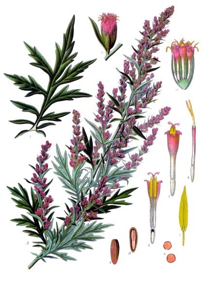Tinh dầu Ngải cứu (CT camphor-thujone) (Artemisia vulgaris) — minh hoạ thực vật