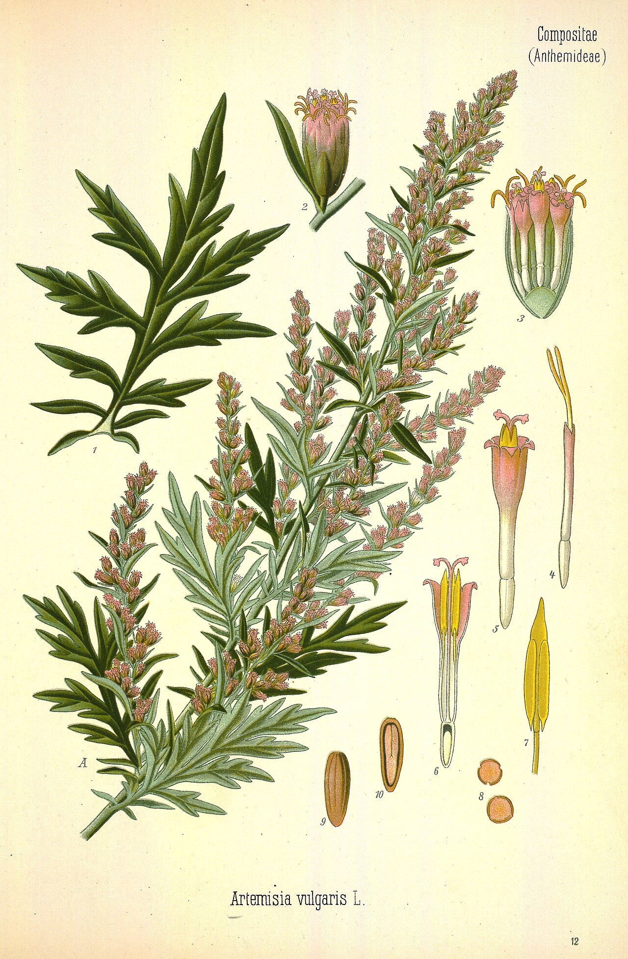 Tinh dầu Ngải cứu (CT chrysanthenyl) (Artemisia vulgaris) — minh hoạ thực vật