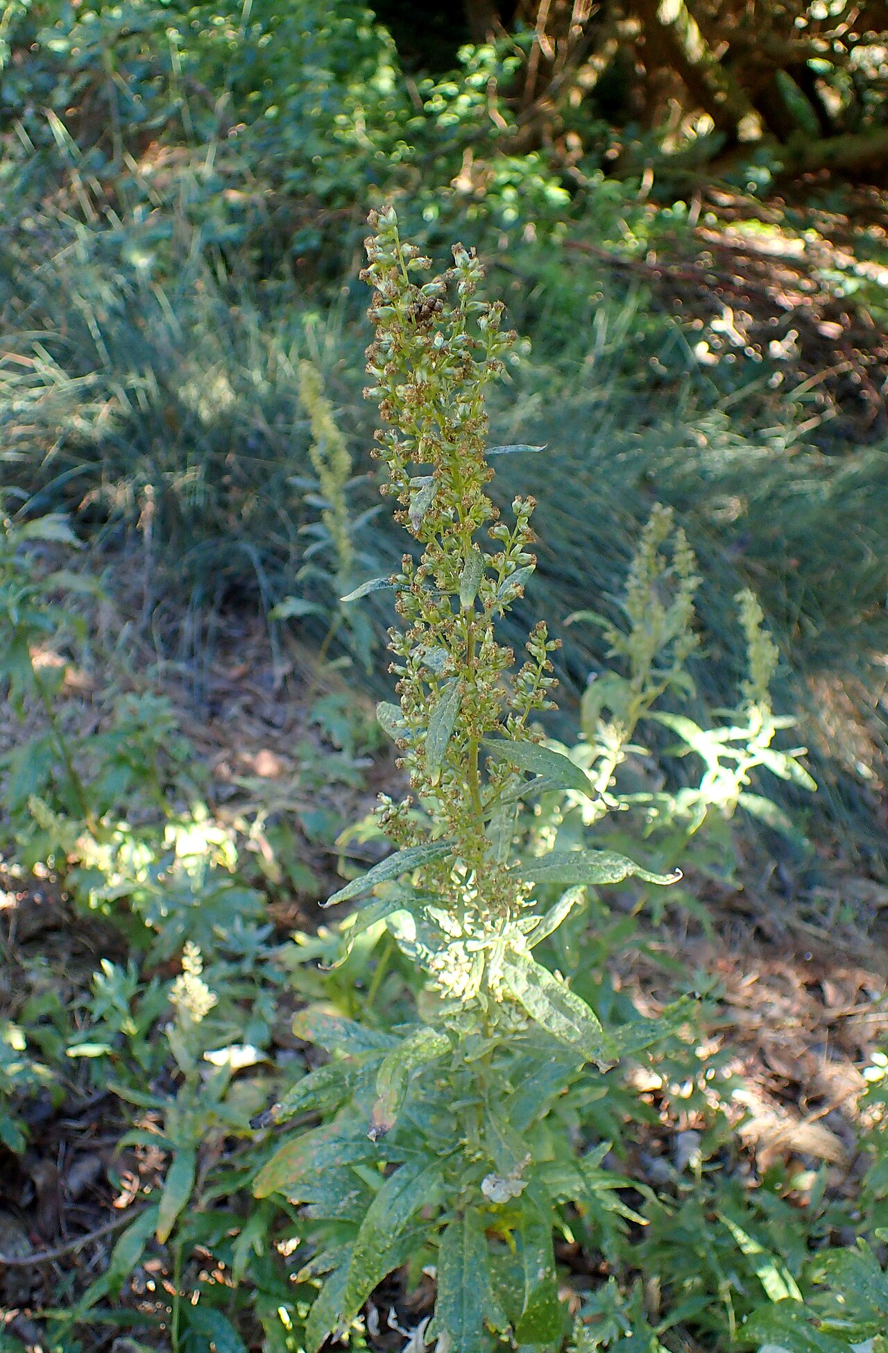 Tinh dầu Ngải cứu Douglas (Artemisia douglasiana) — minh hoạ thực vật
