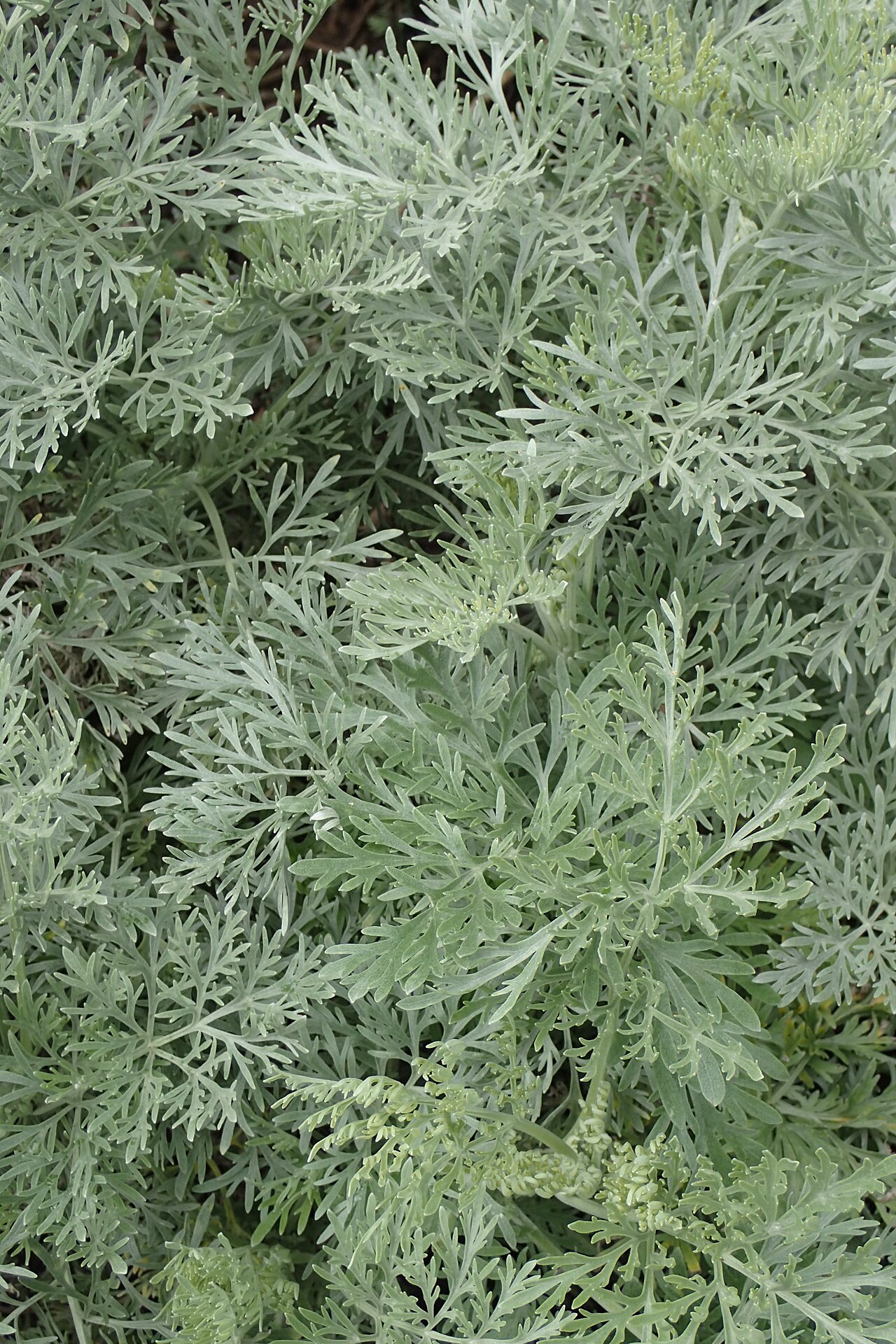 Tinh dầu Ngải đại (Artemisia arborescens) — minh hoạ thực vật