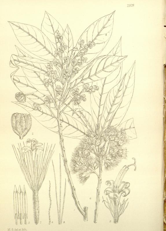 Tinh dầu Gỗ Muhuhu (Brachylaena hutchinsii) — minh hoạ thực vật