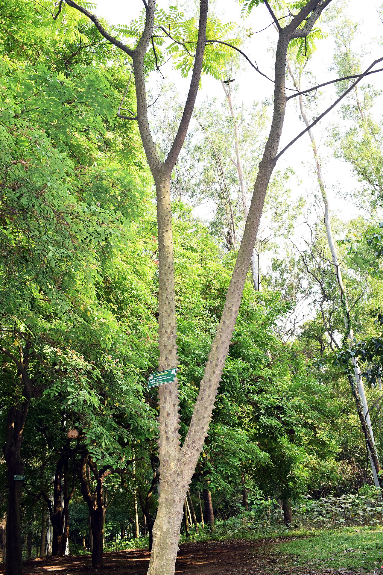 Tinh dầu Mullilam (Zanthoxylum rhetsa) — minh hoạ thực vật