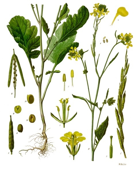 Tinh dầu Mù tạt (Brassica nigra) — minh hoạ thực vật